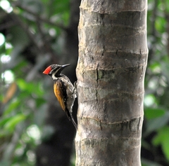 Dinopium benghalense