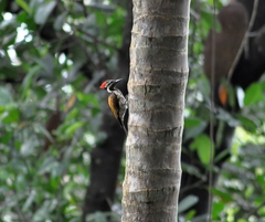 Dinopium benghalense