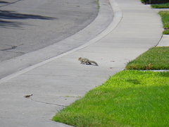 Sciurus carolinensis