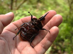 Heterogomphus schoenherri