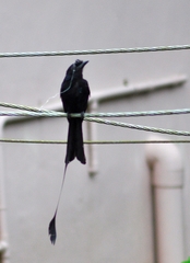 Dicrurus paradiseus