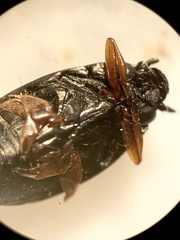 Gyrinus aeratus
