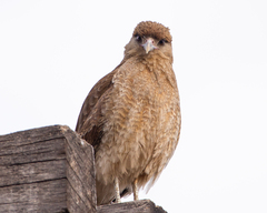 Daptrius chimango chimango