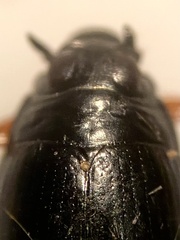 Gyrinus aeratus