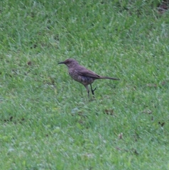 Toxostoma curvirostre