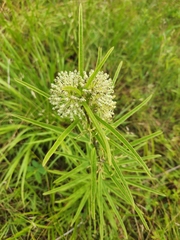 Asclepias hirtella