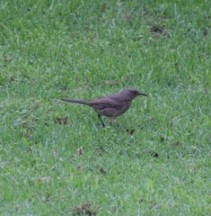 Toxostoma curvirostre