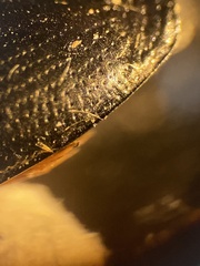 Gyrinus aeratus