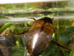Colymbetes fuscus