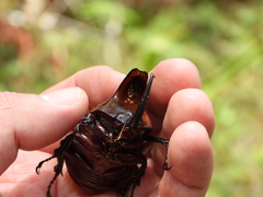 Heterogomphus schoenherri