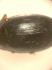 Gyrinus aeratus