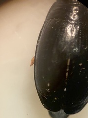 Gyrinus aeratus