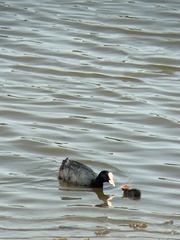 Fulica atra