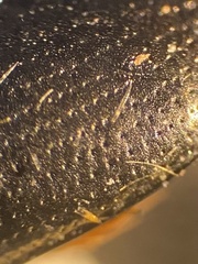Gyrinus aeratus