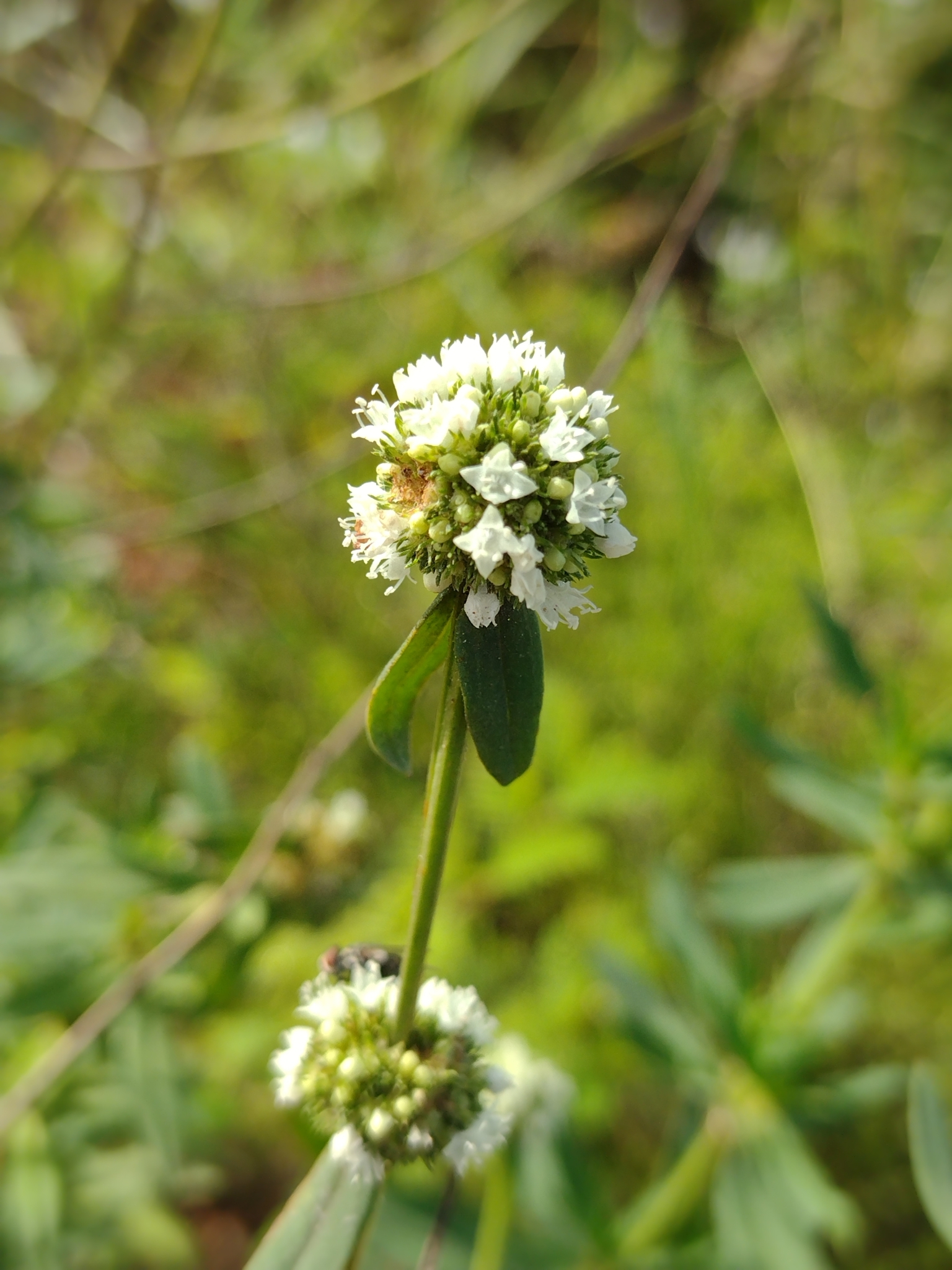 Diacrodon compressus