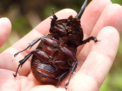Heterogomphus schoenherri