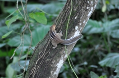 Funambulus tristriatus