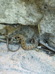 Elgaria multicarinata