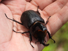 Heterogomphus schoenherri