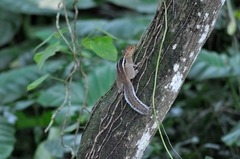 Funambulus tristriatus