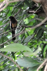 Dendrocitta vagabunda