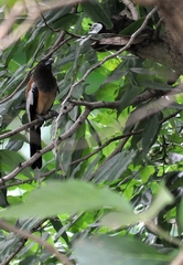 Dendrocitta vagabunda