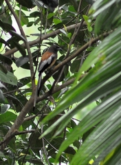 Dendrocitta vagabunda