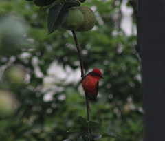 Pyrocephalus rubinus