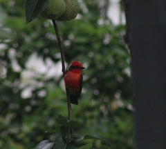 Pyrocephalus rubinus