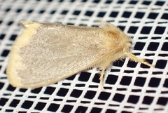 Euproctis fimbriata