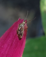 Calligrapha californica