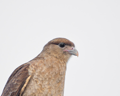 Daptrius chimango chimango