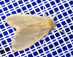 Euproctis fimbriata