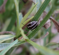 Calligrapha californica
