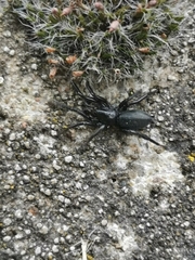 Trachyzelotes pedestris