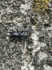 Trachyzelotes pedestris