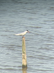 Sterna hirundo