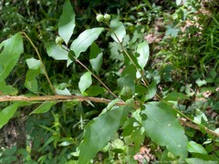 Ditrysinia fruticosa