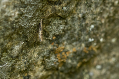 Batrachedra praeangusta