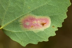Phyllonorycter sagitella