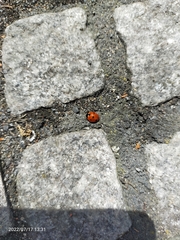 Coccinella septempunctata
