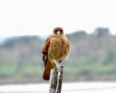 Daptrius chimango temucoensis