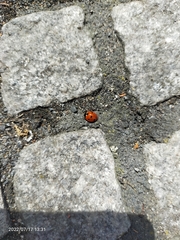 Coccinella septempunctata