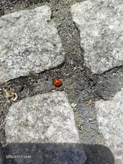 Coccinella septempunctata