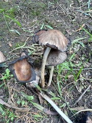 Fungi