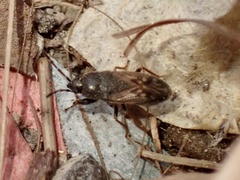 Megalonotus sabulicola