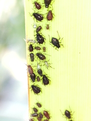 Schizaphis scirpi