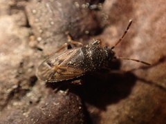 Megalonotus sabulicola