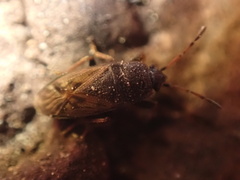 Megalonotus sabulicola