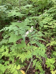 Conioselinum tataricum
